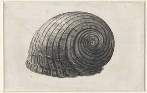 Schelp, tonna galea