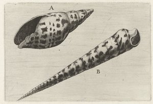 Schelpen, mitra cardinalis en terebra subulata