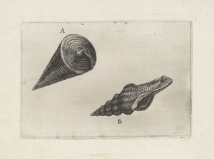 Schelpen, telescopium telescopium (A) en fusinus laticostatus (B) (Schelpen)