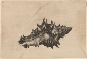 Schelpen (Vasum ceramicum)