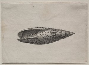Schelpen: Mitra papalis L, ca. 1640s
