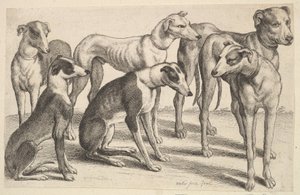 Zes honden door Wenceslaus Hollar