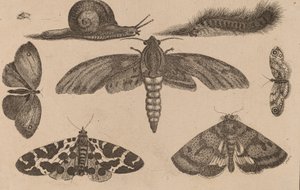 Zes Insecten, een Rups en een Slak
