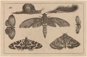 Zes Insecten, een Rups en een Slak