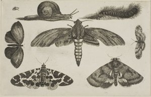 Zes Insecten, een Rups en een Slak