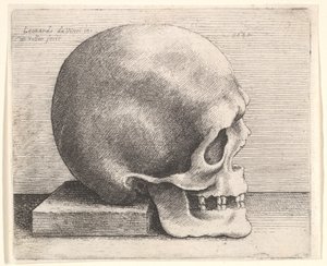 Schedel in Profiel naar Rechts, 1645