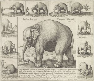 Tamme olifant door Wenceslaus Hollar