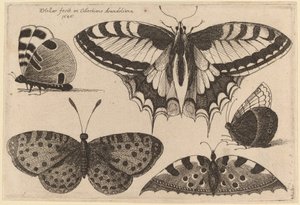 Drie vlinders en twee motten door Wenceslaus Hollar
