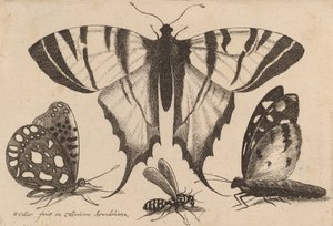 Drie Vlinders en een Wesp, 1646