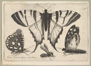 Drie Vlinders en een Wesp, 1646 door Wenceslaus Hollar