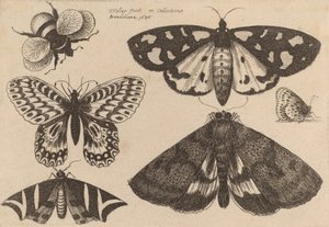 Drie motten, twee vlinders en een hommel, 1646 door Wenceslaus Hollar