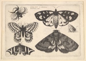Drie motten, twee vlinders en een hommel