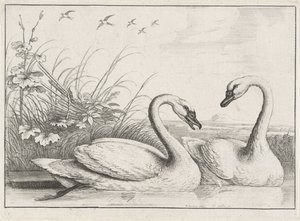 Twee zwanen door Wenceslaus Hollar