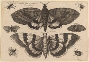 Twee motten en zes insecten