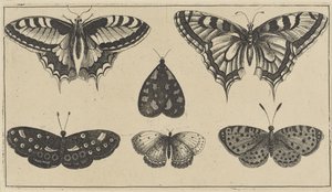 Vijf vlinders en een mot door Wenceslaus Hollar