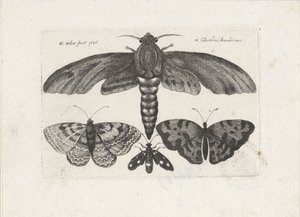 Vlinders en een mot door Wenceslaus Hollar