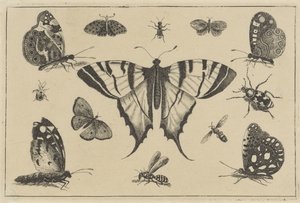 Vlinders, wesp en andere insekten Verschillende insecten (series title) door Wenceslaus Hollar