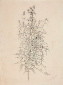 Distel door Werner Holmberg