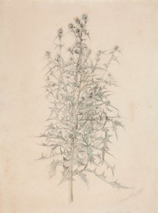 Distel door Werner Holmberg