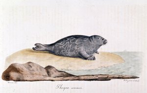 Zeehond