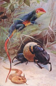 Agama, Gehoornde Adder en Heilige Kever, illustratie uit Wildlife of the World, ca. 1910