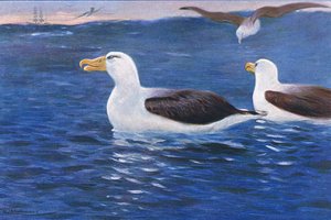 Albatros, illustratie uit Wildlife of the World, ca. 1910