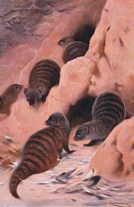 Gestreepte Mangoest, illustratie uit Wildlife of the World, ca. 1910