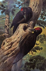 Zwarte specht door Wilhelm Kuhnert