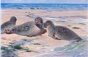 Gewone zeehond, uit Wildlife of the World gepubliceerd door Frederick Warne & Co, ca. 1900