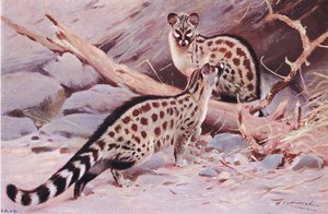 Dungola Genet, illustratie uit Wildlife of the World, ca. 1910