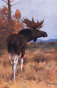 Eland of eland, uit Wildlife of the World gepubliceerd door Frederick Warne & Co, ca. 1900 door Wilhelm Kuhnert