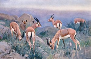 Gazelle, uit Wildlife of the World gepubliceerd door Frederick Warne & Co, ca. 1900 door Wilhelm Kuhnert