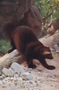 Veelvraat of wolverine, uit Wildlife of the World gepubliceerd door Frederick Warne & Co, ca. 1900