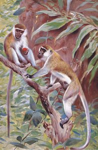 Groene Aap, illustratie uit Wildlife of the World, ca. 1910 door Wilhelm Kuhnert