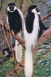 Guereza, illustratie uit Wildlife of the World, ca. 1910