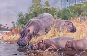 Nijlpaard, illustratie uit Wildlife of the World, ca. 1910 door Wilhelm Kuhnert