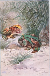 Hoornkikker, uit Wildlife of the World uitgegeven door Frederick Warne & Co, ca.1900 door Wilhelm Kuhnert