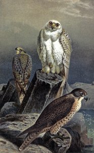 Jachtvalk, ca. 1910 door Wilhelm Kuhnert