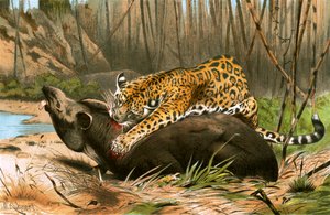 Jaguar die een Tapir Doodt