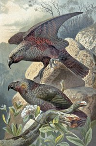 Kea, Nestor notabilis, ca. 1910 (illustratie)