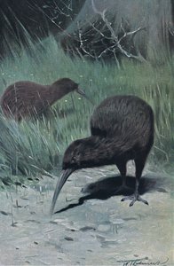 Kiwi, illustratie uit Wildlife of the World, ca. 1910
