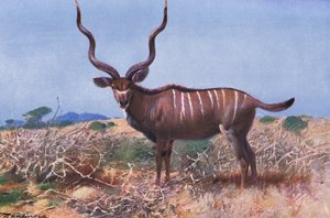 Koedoe, illustratie uit Wildlife of the World, ca. 1910 door Wilhelm Kuhnert