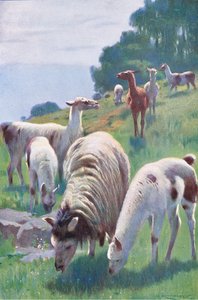 Lama, uit Wildlife of the World uitgegeven door Frederick Warne & Co, ca.1900 door Wilhelm Kuhnert