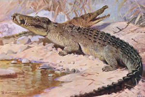 Nijl Krokodil, illustratie uit Wildlife of the World, ca. 1910 door Wilhelm Kuhnert