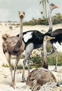 Struisvogel, plaat uit "Brehms Tierleben: Allgemeine Kunde des Tierreichs", deel 6, p. 691, uitgegeven door Bibliographisches Institut