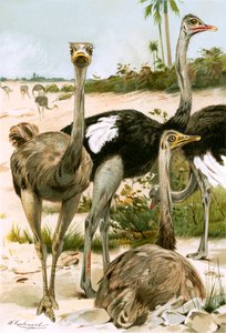 Struisvogels