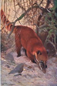 Rode coati, uit Wildlife of the World uitgegeven door Frederick Warne & Co, ca.1900