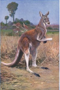 Rode Kangoeroe, illustratie uit Wildlife of the World, ca. 1910 door Wilhelm Kuhnert