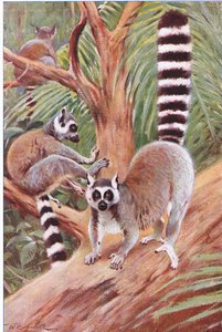 Ringstaartmaki, illustratie uit Wildlife of the World, ca. 1910 door Wilhelm Kuhnert