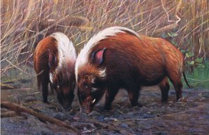 Rivierzwijn, illustratie uit Wildlife of the World, ca. 1910